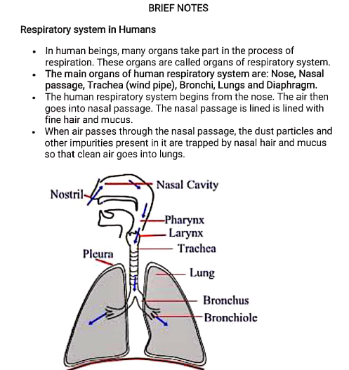 CBSE Class 10 Science Biology Respiration Assignment